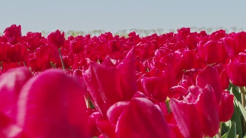 close up shot of the red tulip flowers in the field.
