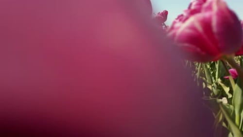 close up shot and dolly in between the pink tulip flowers.
