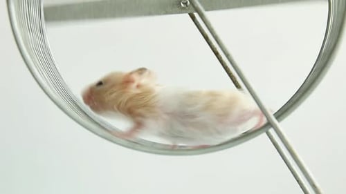 Hamster Running in Metal Hamster Wheel Close Up
