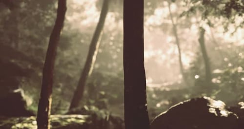 Light Filters Through the Trees in a Serene Forest During Early Morning