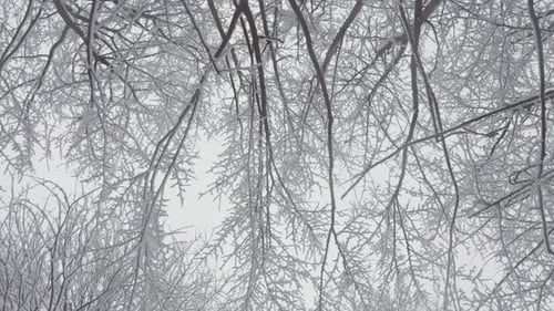 Frozen Canopy A Peaceful and Tranquil View Through Icy Branches in a Dreamy Winter Landscape
