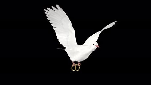 Wedding Dove - White Pigeon Bird with Engagement Rings - Flying Loop Front Angle - Alpha Channel 4K
