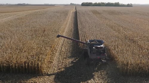 Aerial. Combine Harvester Harvesting Corn Grain Crop from Farm Field
