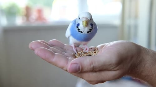 Owner Man Feeding a Budgie Closeup White Blue Budgerigar Perching on the Hand Pet Bird is Eating