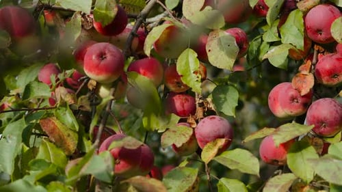 Apple Tree Branches Laden With Ripe Red Fruit