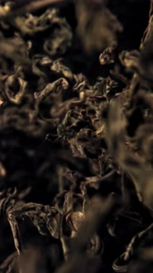 Dry Tea Leaves Fall Down Filmed on a Highspeed Camera at 1000 Fps