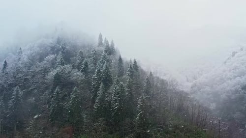 Snow Covered Mountain Forest in Misty Winter Landscape