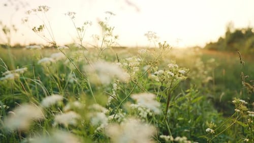 Beautiful White Wildflowers in Lawn Closeup View Monthly Grass Swaying By Wind Calmness and Rural