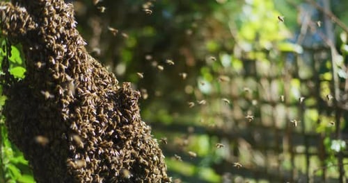 Honey Bees Swarming on a Tree Branch