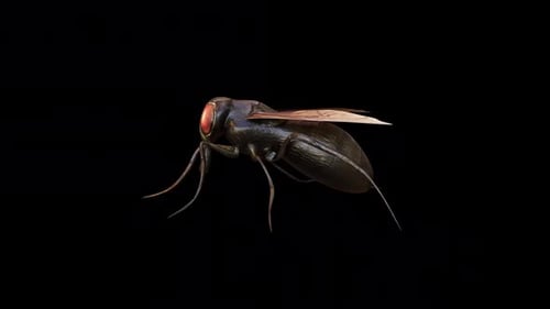 Fly Walk Loop