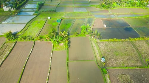 Lush Green Rice Fields with Varying Textures and Patterns Showcase the Agricultural Landscape of