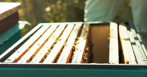 Close Up Shot Selective Focus on Beehive Full of Hoenycomb Wooden Frame with Bees and Honey
