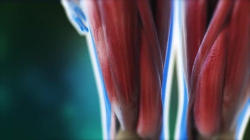 Close-up of human muscles and nerves in detailed view