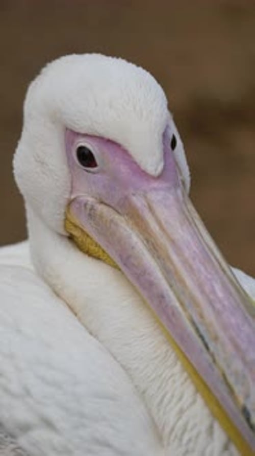 Closeup View of a Pelican Showcasing Its Vibrant Features