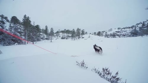Alaskan Malamute With Red Leash Is Walking In Frozen Ground Near Forest Mountains. Wide Shot