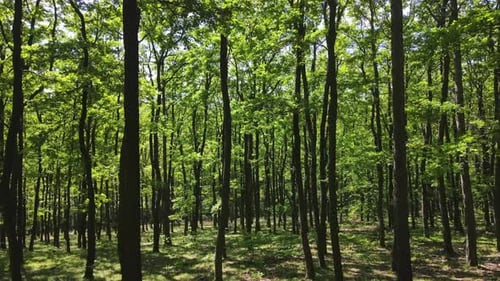 moving in the green forest