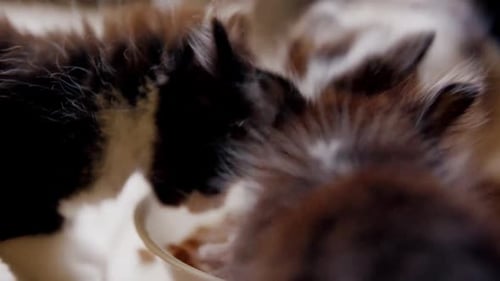 Fluffy Kittens Eating Together From Bowl in Home