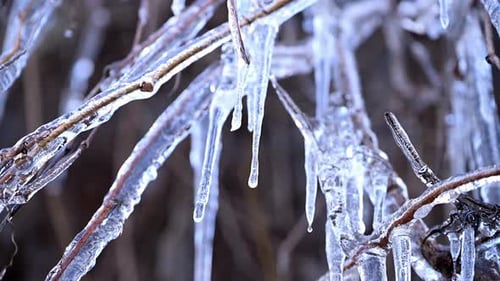A Closeup of Icicles on Apple Tree Branches Formed During Water Irrigation System As a Protective