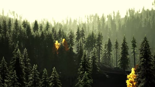 A Dense Forest with Towering Trees Reaching Towards the Sky