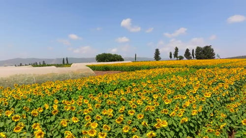 Sunflower field with rows of bright yellow large Sunflowers