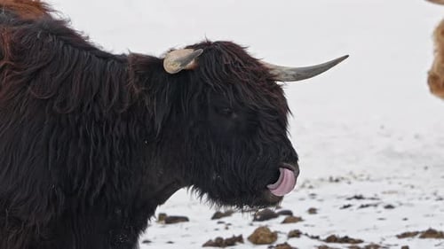 Highland Cow Licking its Nose in Winter