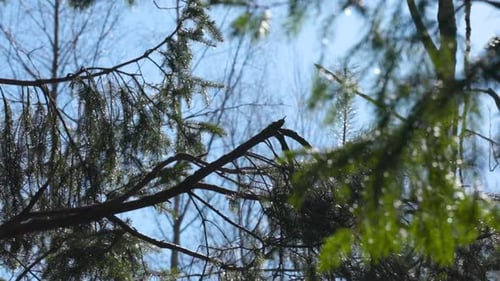Squirrel jumping in trees slow motion, searching for food, sunny day