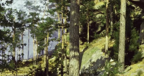 Forest Landscape with Tall Trees and Dappled Sunlight During the Day