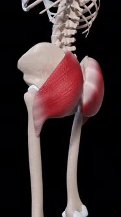 Human Gluteus Maximus Muscle Contraction and Relaxation 3D Animation