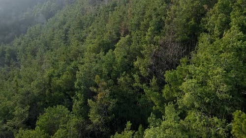 Flying over the forest with drone