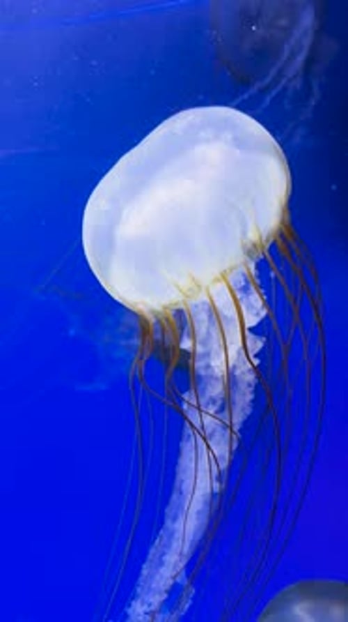 Graceful Jellyfish Floating in a Blue Aquarium