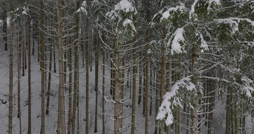 Dense Forest of Winter Trees