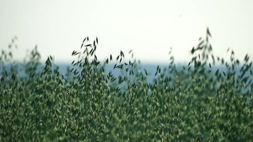 Green Oat Ears Sway By Wind on Field at Sunset Scenic Summer Landscape Oat Avena Sativa Organic