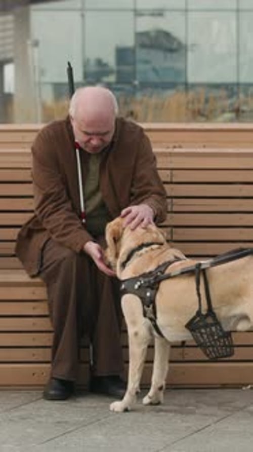Adult Petting Service Dog in City Park