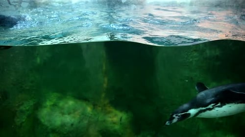 Penguins Swimming Underwater in Clear Water