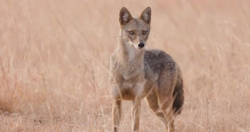 Portrait of an Indian Golden Jackal making eye contact before trotting away in slow motion.