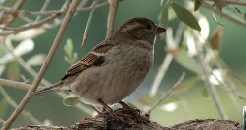 Sweet Little Sparrow Bird Perched on a Tree Branch