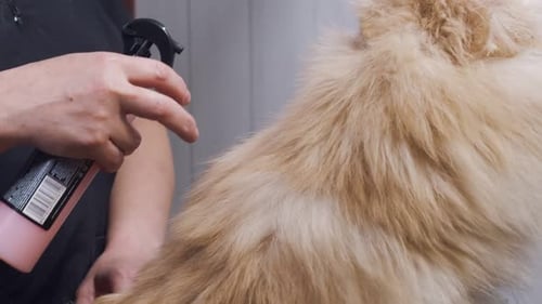 Groomer Pets Spurts From Spray Gun on the Dog's Fur in Vet Clinic Side View Groomer Moisturizes Dog