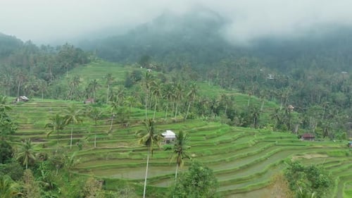 Drone flight above the rice plantation