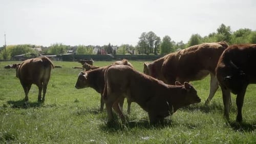 Cows Graze in Green Pasture on Sunny Day