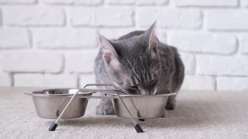 Grey Tabby Kitten Eating Food from Dish