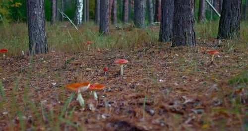 Red Fly Agarics Grow in a Forest Clearing Mushrooms are Poisonous
