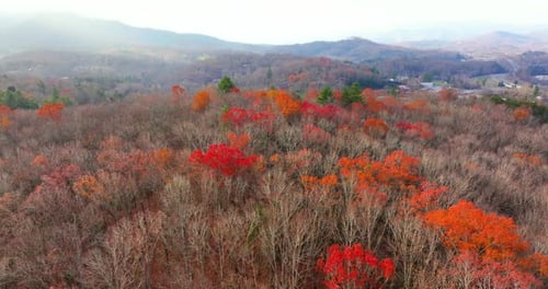 Appalachian Mountain Slopes Covered with Vibrant Fall Foliage Yellow and Red Canopies Blanket the