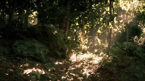 Sunlight Filtering Through Trees Illuminates a Quiet Forest Path in Nature