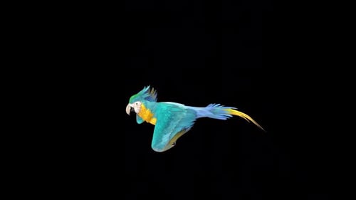 Blue and Yellow Macaw Parrot Flying with Alpha Channel