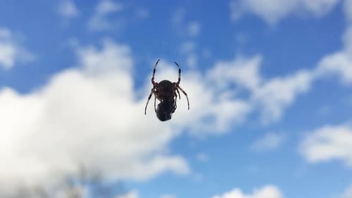 Spider Eats Wasp Caught in Its Web Against a Blue Sky. Close-up of a Spider's Web With Prey Caught
