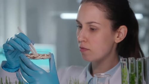 A Female Biotechnologist Examines Bean Grains with Tweezers