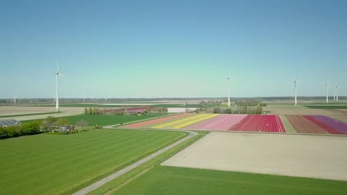 Beautiful aerial drone shot of the tulip fields and windmills in the Netherlands, Europe.