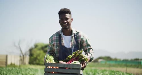 Agriculture, vegetables box and farmer black man farming in garden for food production