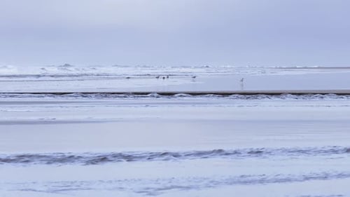 Sanderlings Running Along the Beach at Marino Ballena National Park