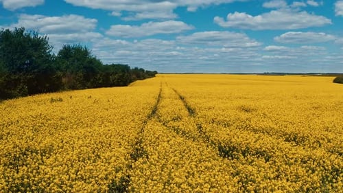 Aerial view of tractor tracks in rape seed field